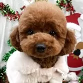 ティーカッププードル