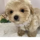マルプー(マルチーズ×トイプードル)【栃木県・女の子・2025年2月14日・アプリコット】の写真2