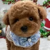 タイニープードル【栃木県・男の子・2025年9月20日・レッド】の写真3