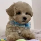 マルプー(マルチーズ×トイプードル)【栃木県・男の子・2025年2月12日・アプリコット】の写真3