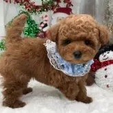 タイニープードル【栃木県・男の子・2025年9月20日・レッド】の写真6