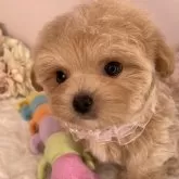 マルプー(マルチーズ×トイプードル)【栃木県・女の子・2025年2月14日・アプリコット】の写真4