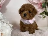 ティーカッププードル【栃木県・女の子・2025年5月12日・レッド】の写真10