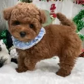 タイニープードル【栃木県・男の子・2025年9月20日・レッド】の写真8