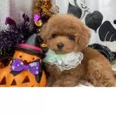 タイニープードル【栃木県・男の子・2025年7月31日・レッド】の写真4