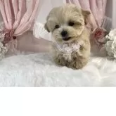 マルプー(マルチーズ×トイプードル)【栃木県・女の子・2025年5月1日・アプリコット】の写真8