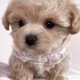 マルプー(マルチーズ×トイプードル)【栃木県・女の子・2025年2月14日・アプリコット】の写真11