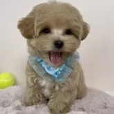 マルプー(マルチーズ×トイプードル)【栃木県・男の子・2025年2月12日・アプリコット】の写真2