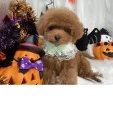 タイニープードル【栃木県・男の子・2025年7月31日・レッド】の写真5