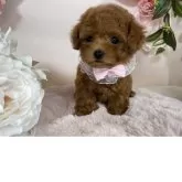 ティーカッププードル【栃木県・女の子・2025年5月12日・レッド】の写真11