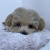 マルプー(マルチーズ×トイプードル)【栃木県・女の子・2025年2月12日・アプリコット】の写真9