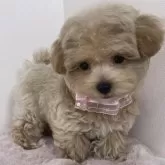 マルプー(マルチーズ×トイプードル)【栃木県・女の子・2025年2月12日・アプリコット】の写真8