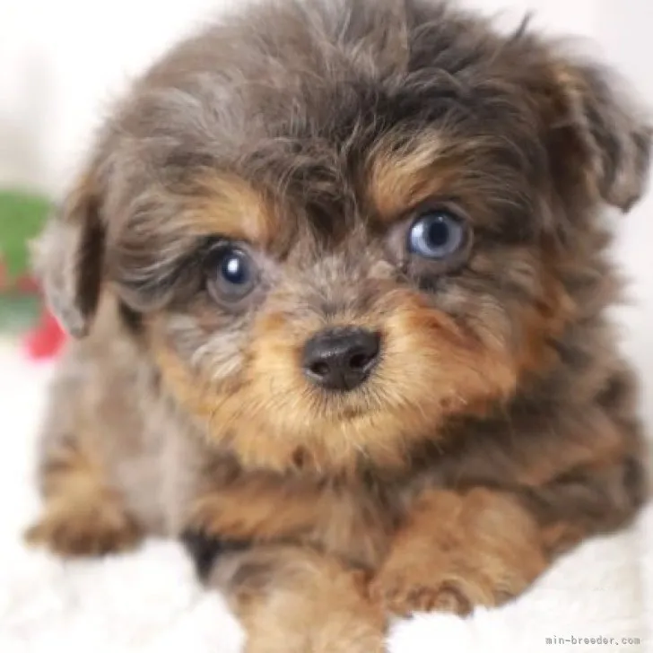 T.I 様のお迎えした子犬