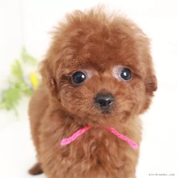 ID:2406-06661の子犬
