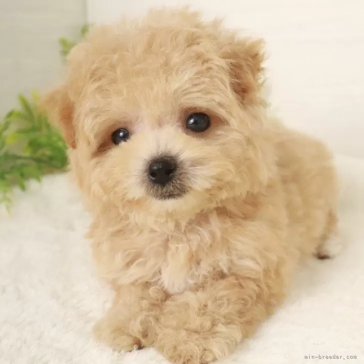 ID:2407-07069の子犬