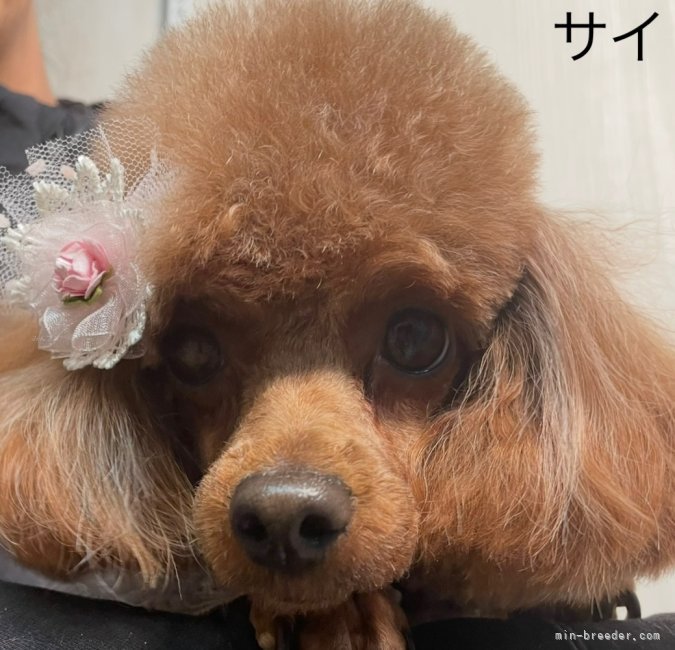 タイニープードル【・女の子・2021年9月19日・レッド】