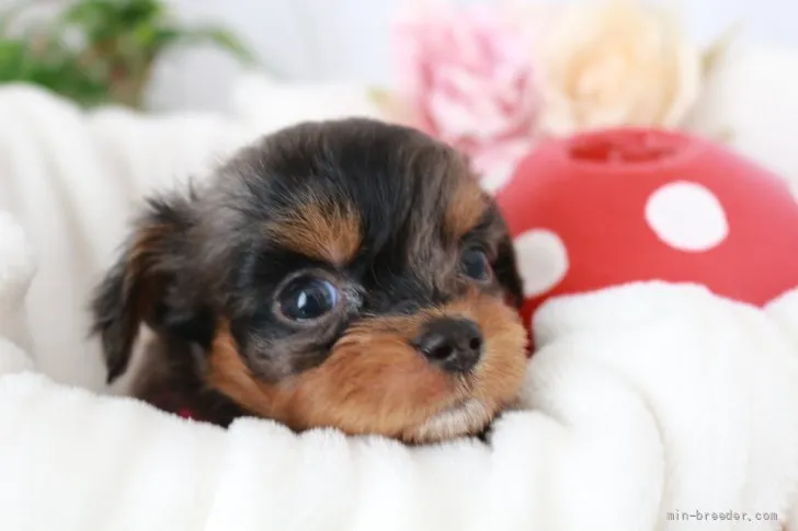 ID：2201-02635の子犬