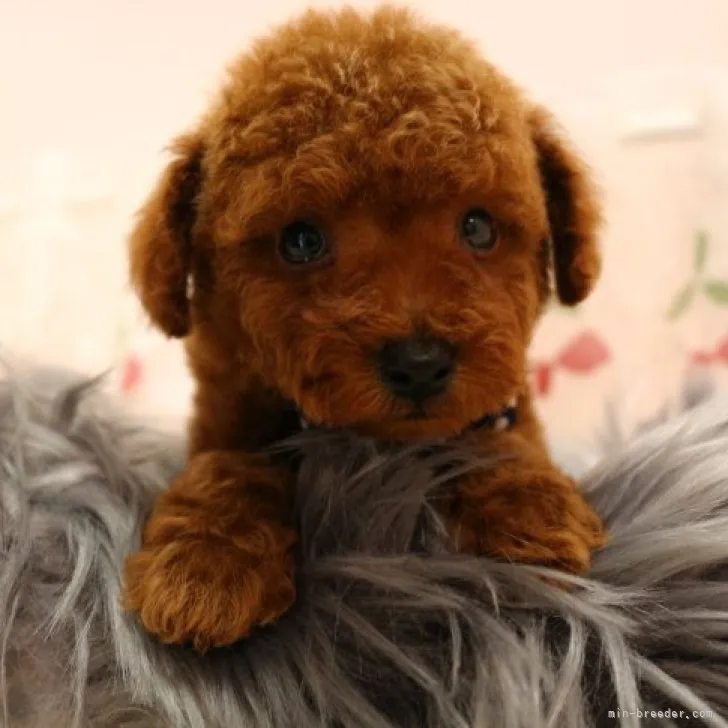 ID：2301-05440の子犬