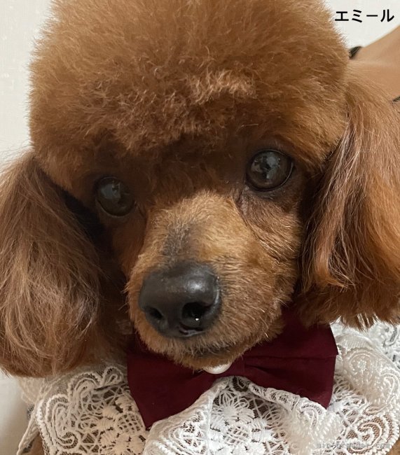 タイニープードル【・女の子・2021年10月1日・レッド】