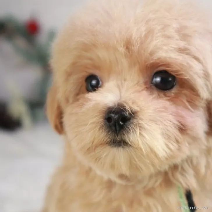 D.I 様のお迎えした子犬
