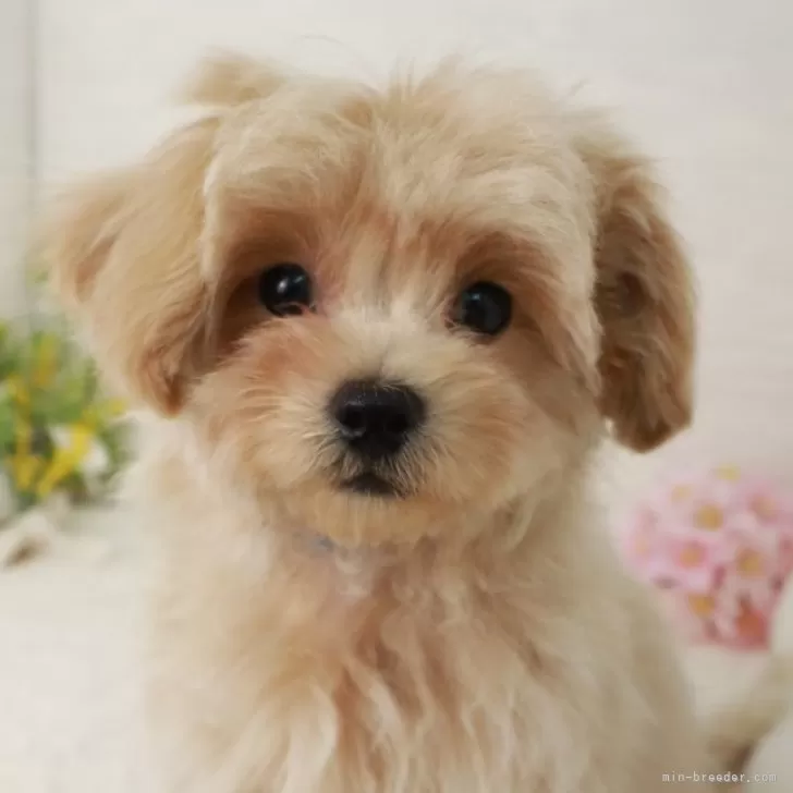 A.T 様のお迎えした子犬