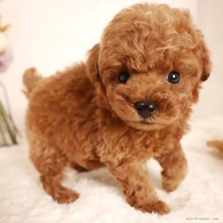 ID：2310-06059の子犬
