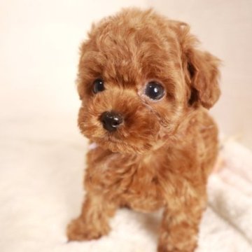 トイプードル(ティーカップ)【栃木県・男の子・2023年9月11日・レッド】の写真「お目目がクリクリした可愛い男の子です！」
