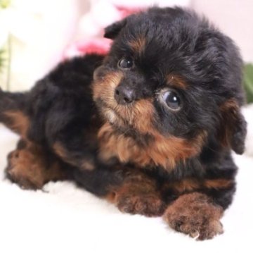 チワプー(チワワ×トイプードル)【栃木県・女の子・2023年9月22日・ブラック&タン】の写真「お目目がクリクリした可愛い女の子です！」