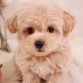 マルプー(マルチーズ×トイプードル)【栃木県・男の子・2023年9月11日・アプリコット】の写真1