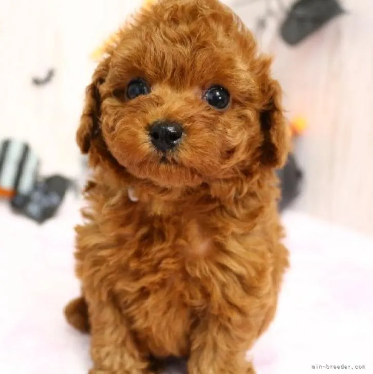 ID:2210-02786の子犬