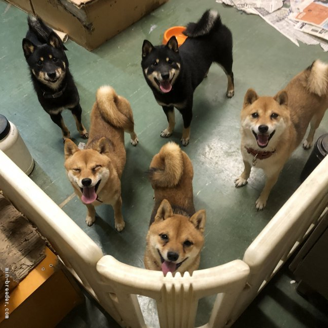 相島　俊介(あいじま　しゅんすけ)ブリーダー(福岡県・柴犬など・KC登録)の紹介写真1