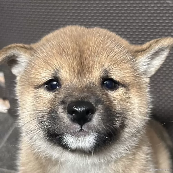 ID:2411-00636の子犬