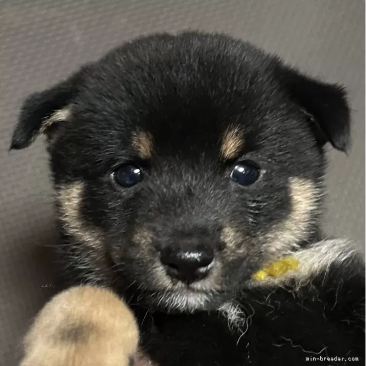 ID:2508-05325の子犬