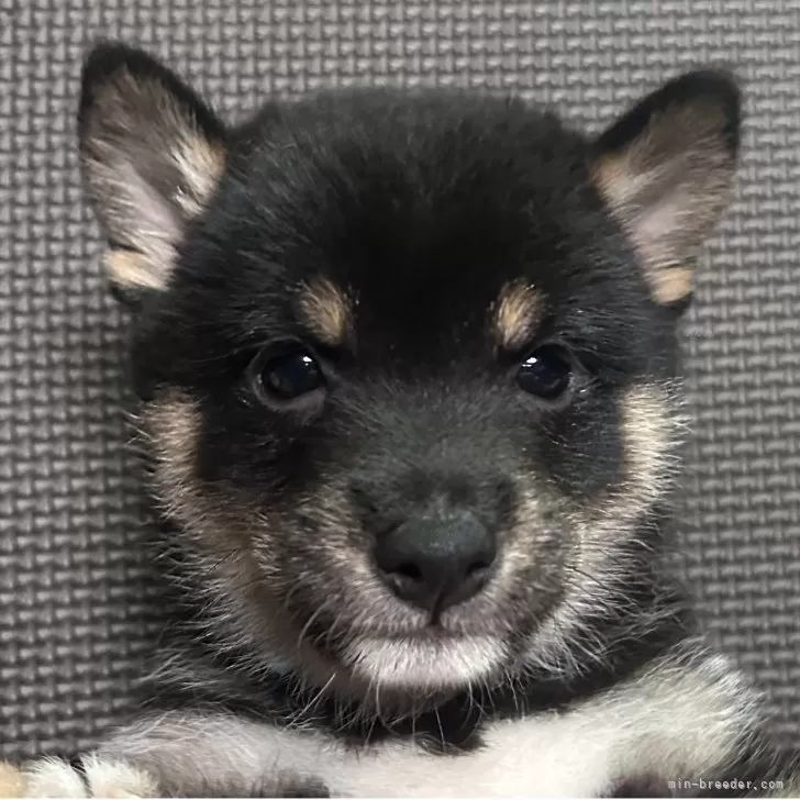 ID:2508-03053の子犬