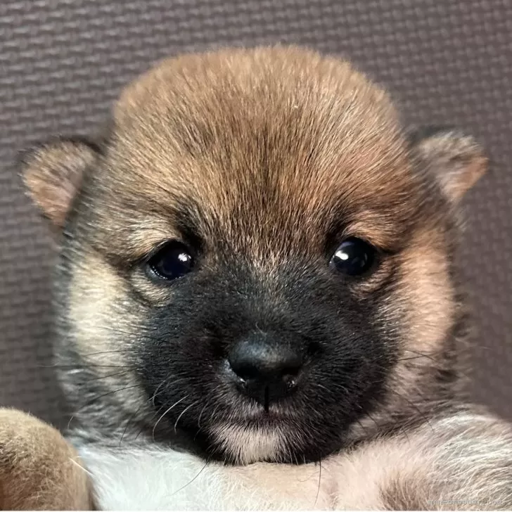 豆柴【福岡県・女の子・2025年9月16日・赤】の写真1