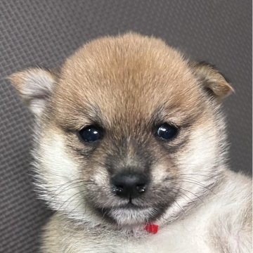 柴犬(豆柴)【福岡県・女の子・2025年7月5日・赤】の写真「可愛いお顔の赤毛の女の子」
