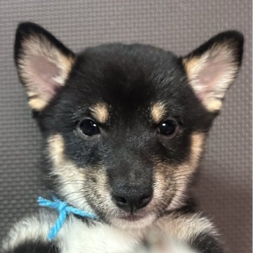 柴犬(豆柴)【福岡県・男の子・2025年7月10日・黒】の写真「おとなしい黒毛の男の子」