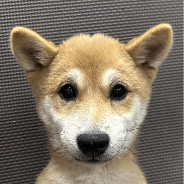 柴犬(豆柴)【福岡県・男の子・2025年7月5日・赤】の写真「クリクリお目目の可愛いお顔の元気な男の子」