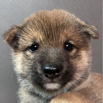 柴犬(豆柴)【福岡県・男の子・2025年9月14日・赤】の写真「可愛いお顔の赤毛の男の子」