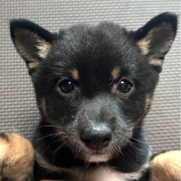 柴犬(豆柴)【福岡県・女の子・2025年9月14日・黒】の写真「綺麗な顔立ちのおとなしい黒毛の女の子」