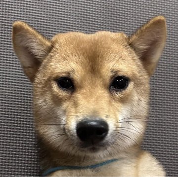 豆柴【福岡県・男の子・2025年1月11日・赤】の写真「おとなしくて凛々しいお顔の男の子」