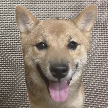 豆柴【福岡県・女の子・2025年3月9日・赤】の写真「クリクリお目目の小柄で人懐っこい赤毛の女の子」