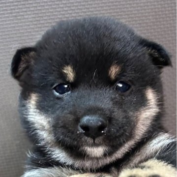 豆柴【福岡県・男の子・2025年9月16日・黒】の写真「小柄でおとなしい黒毛の男の子」