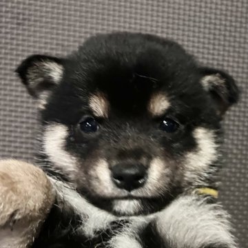 柴犬(豆柴)【福岡県・男の子・2025年1月31日・黒】の写真「可愛いお顔の黒毛の男の子」