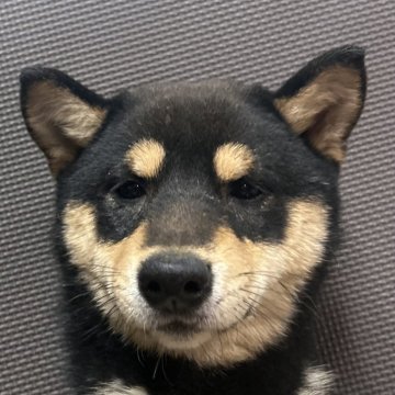 柴犬(豆柴)【福岡県・男の子・2024年7月20日・黒】の写真「元気で甘えん坊な黒毛の男の子」