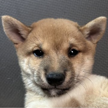 豆柴【福岡県・男の子・2025年9月12日・赤】の写真「コロッコロの赤毛の男の子」