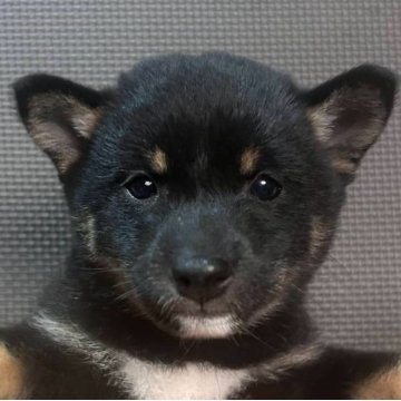 豆柴【福岡県・女の子・2025年9月14日・黒】の写真「おとなしい黒毛の女の子」