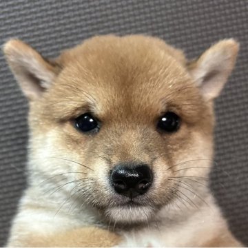 豆柴【福岡県・男の子・2025年8月19日・赤】の写真「コロッコロの赤毛の男の子」