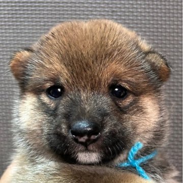 豆柴【福岡県・男の子・2025年9月14日・赤】の写真「可愛いお顔の赤毛の男の子」