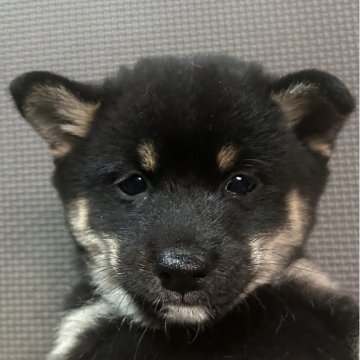 豆柴【福岡県・男の子・2025年9月16日・黒】の写真「小柄でおとなしい黒毛の男の子」